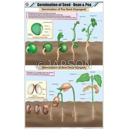 Seeds Charts, Botany, School Education Seeds Charts, Botany, School Education